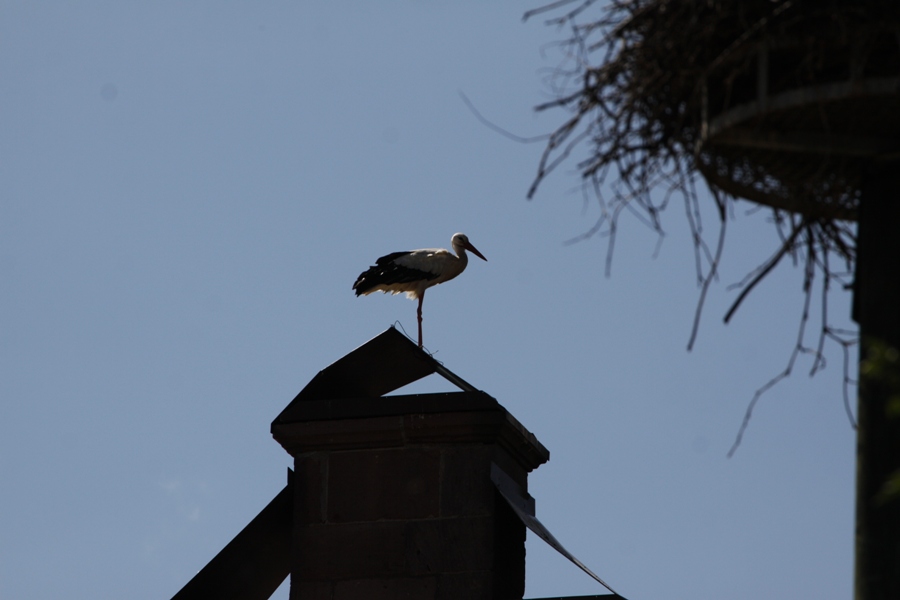 Cicogne a Munster - Storks in Munster